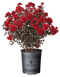 Crape Myrtle Black Diamond® Best Red™  - 2 Gallon