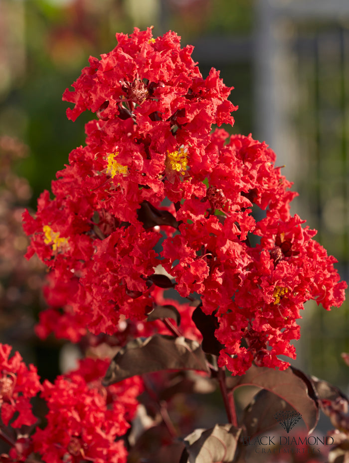 Crape Myrtle Black Diamond® Best Red™  - 2 Gallon