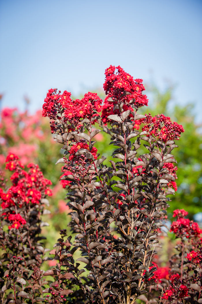 Crape Myrtle Black Diamond® Best Red™  - 2 Gallon