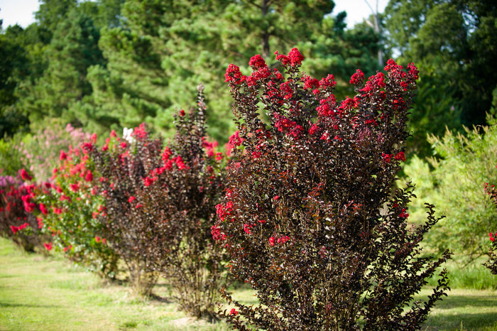 Crape Myrtle Black Diamond® Best Red™  - 2 Gallon
