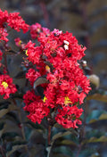 Crape Myrtle Black Diamond® Crimson Crown™ - 2 Gallon
