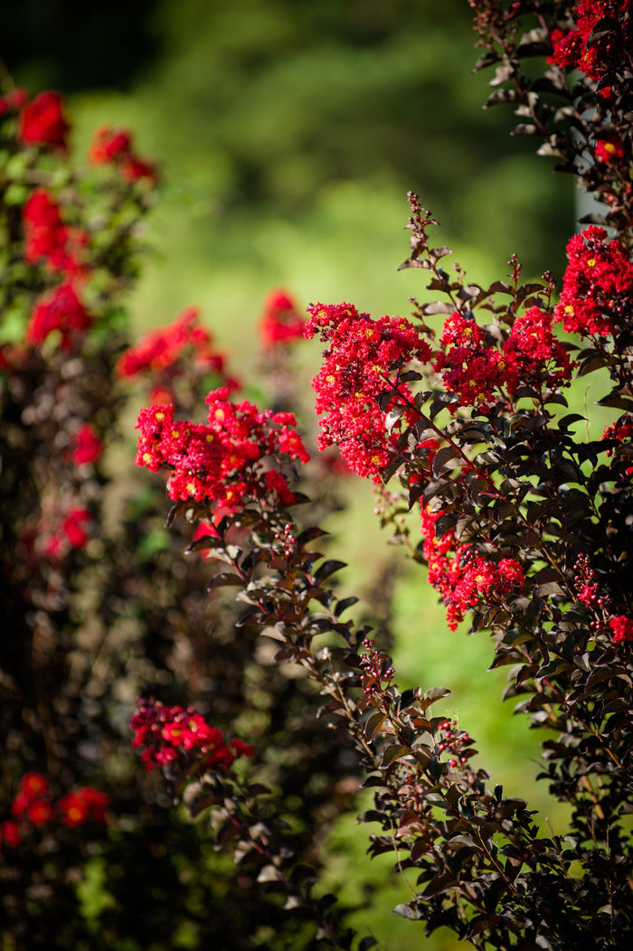 Crape Myrtle Black Diamond® Crimson Crown™ - 2 Gallon