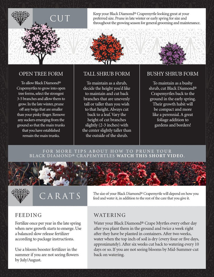 Crape Myrtle Black Diamond® Crimson Crown™ - 2 Gallon