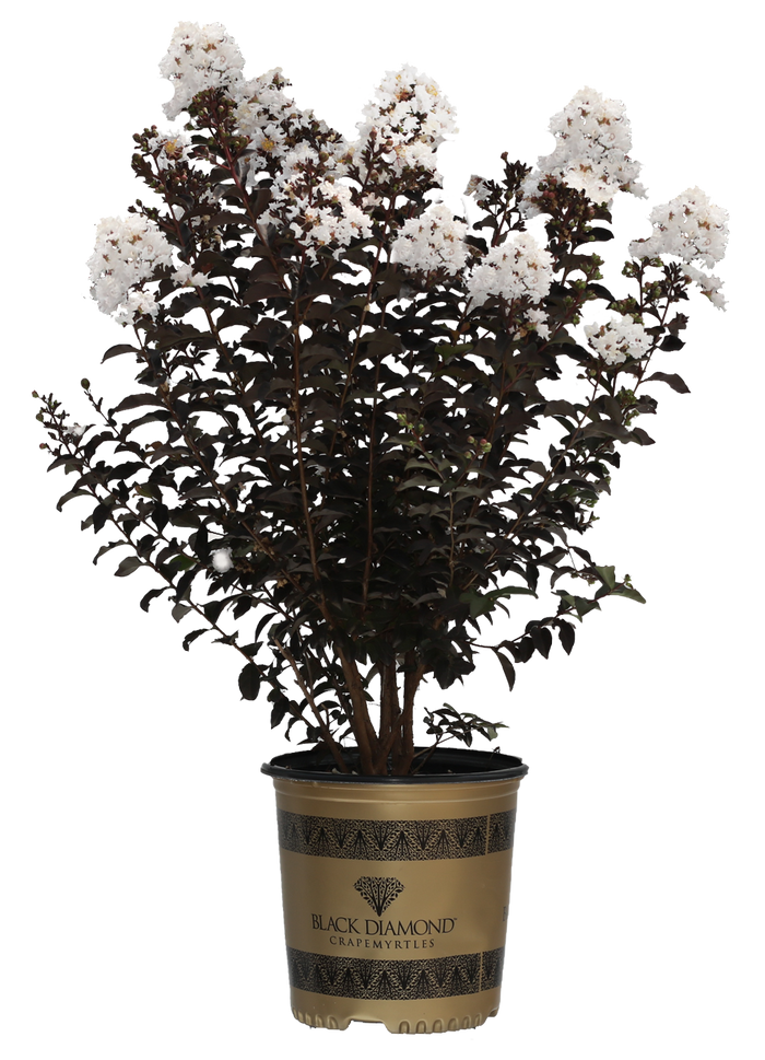 Crape Myrtle Black Diamond® Crystalline™ - 2 Gallon