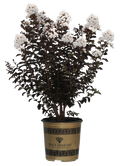 Crape Myrtle Black Diamond® Crystalline™ - 2 Gallon
