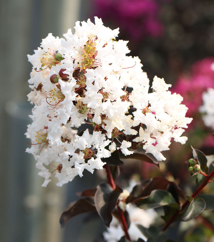 Crape Myrtle Black Diamond® Crystalline™ - 2 Gallon
