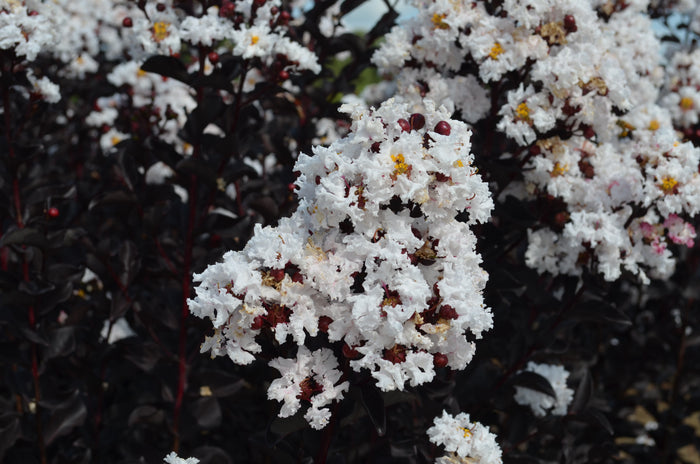 Crape Myrtle Black Diamond® Crystalline™ - 2 Gallon