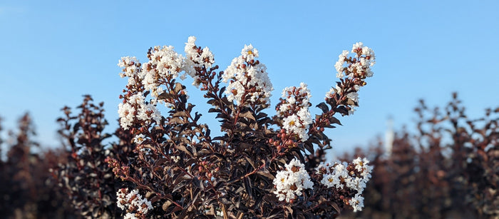 Crape Myrtle Black Diamond® Crystalline™ - 2 Gallon