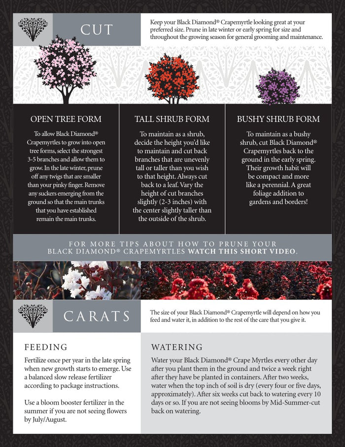 Crape Myrtle Black Diamond® Crystalline™ - 2 Gallon
