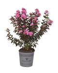 Crape Myrtle Black Diamond® Lavender Lace™ - 2 Gallon