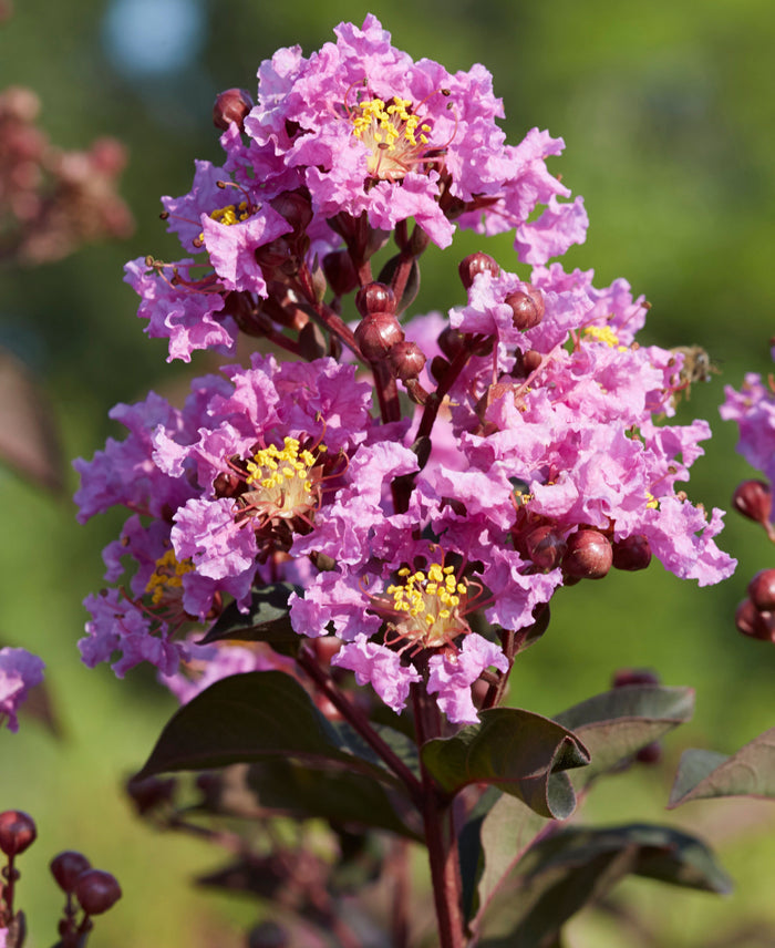 Crape Myrtle Black Diamond® Lavender Lace™ - 2 Gallon