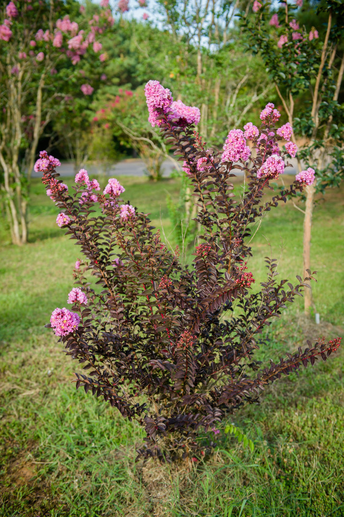 Crape Myrtle Black Diamond® Lavender Lace™ - 2 Gallon