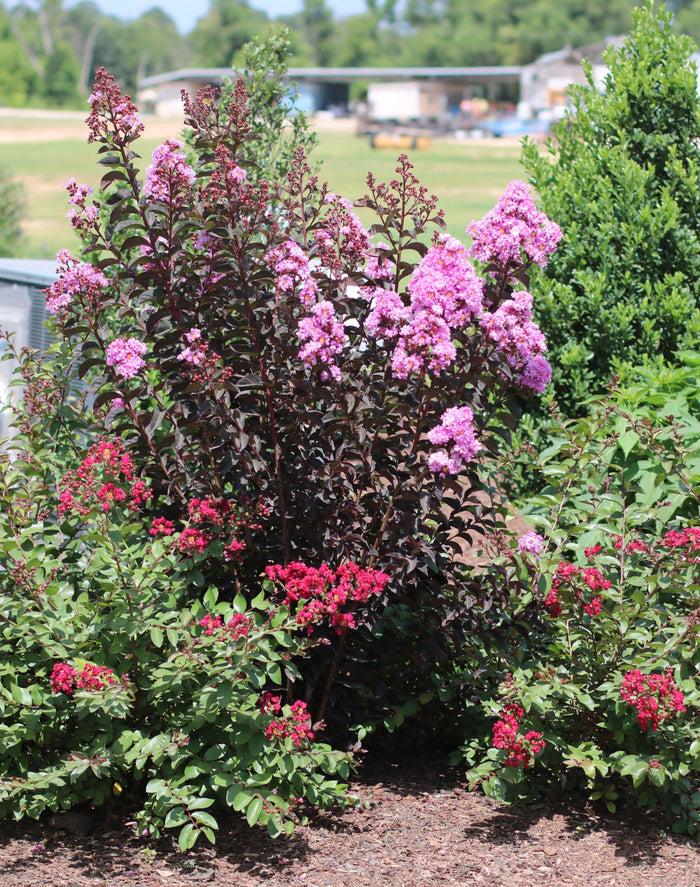 Crape Myrtle Black Diamond® Lavender Lace™ - 2 Gallon