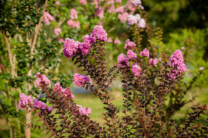 Crape Myrtle Black Diamond® Lavender Lace™ - 2 Gallon