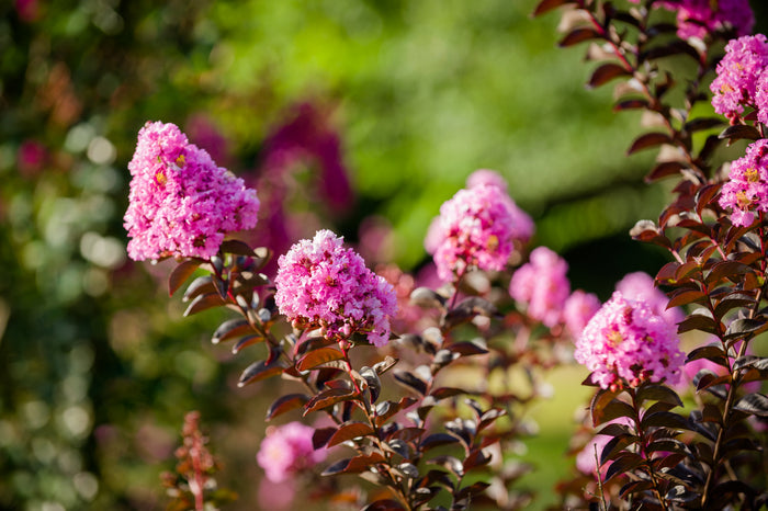 Crape Myrtle Black Diamond® Lavender Lace™ - 2 Gallon