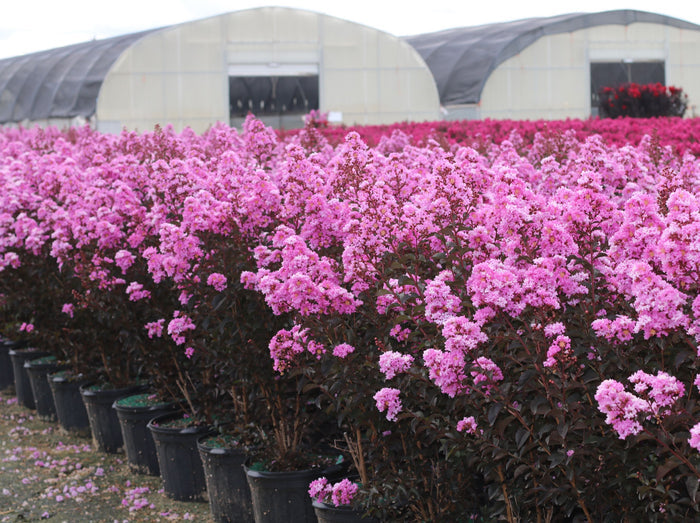 Crape Myrtle Black Diamond® Lavender Lace™ - 2 Gallon