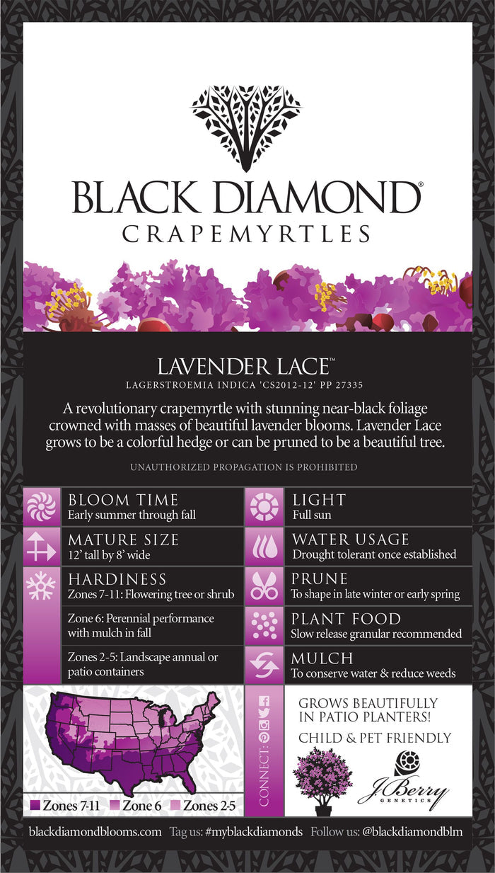 Crape Myrtle Black Diamond® Lavender Lace™ - 2 Gallon