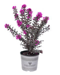 Crape Myrtle Black Diamond® Mystic Magenta™ - 2 Gallon
