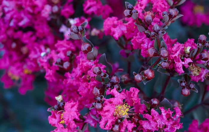 Crape Myrtle Black Diamond® Mystic Magenta™ - 2 Gallon
