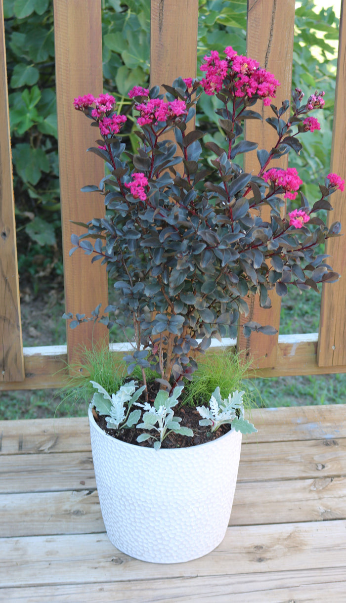 Crape Myrtle Black Diamond® Mystic Magenta™ - 2 Gallon