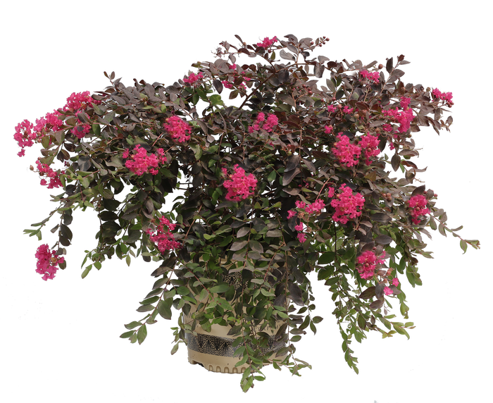 Crape Myrtle Black Diamond® Pavé Pink™  - 2 Gallon