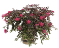 Crape Myrtle Black Diamond® Pavé Pink™  - 2 Gallon