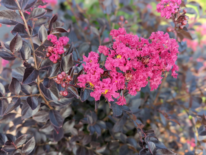 Crape Myrtle Black Diamond® Pavé Pink™  - 2 Gallon