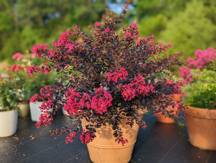 Crape Myrtle Black Diamond® Pavé Pink™  - 2 Gallon