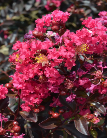 Crape Myrtle Black Diamond® Pavé Pink™  - 2 Gallon
