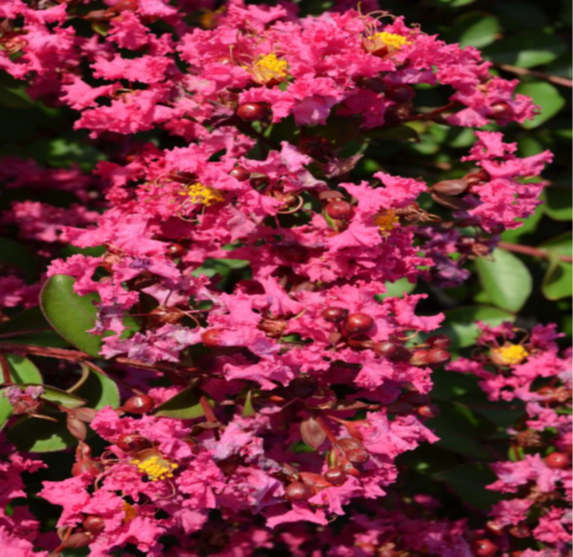 Crape Myrtle Black Diamond® Pavé Pink™  - 2 Gallon