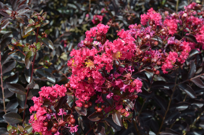 Crape Myrtle Black Diamond® Pavé Pink™  - 2 Gallon