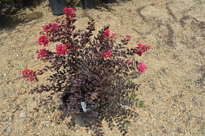 Crape Myrtle Black Diamond® Pavé Pink™  - 2 Gallon