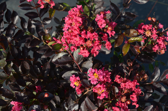 Crape Myrtle Black Diamond® Pavé Pink™  - 2 Gallon