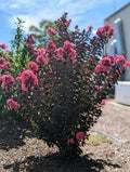 Crape Myrtle Black Diamond® Precious Pink™ - 2 Gallon