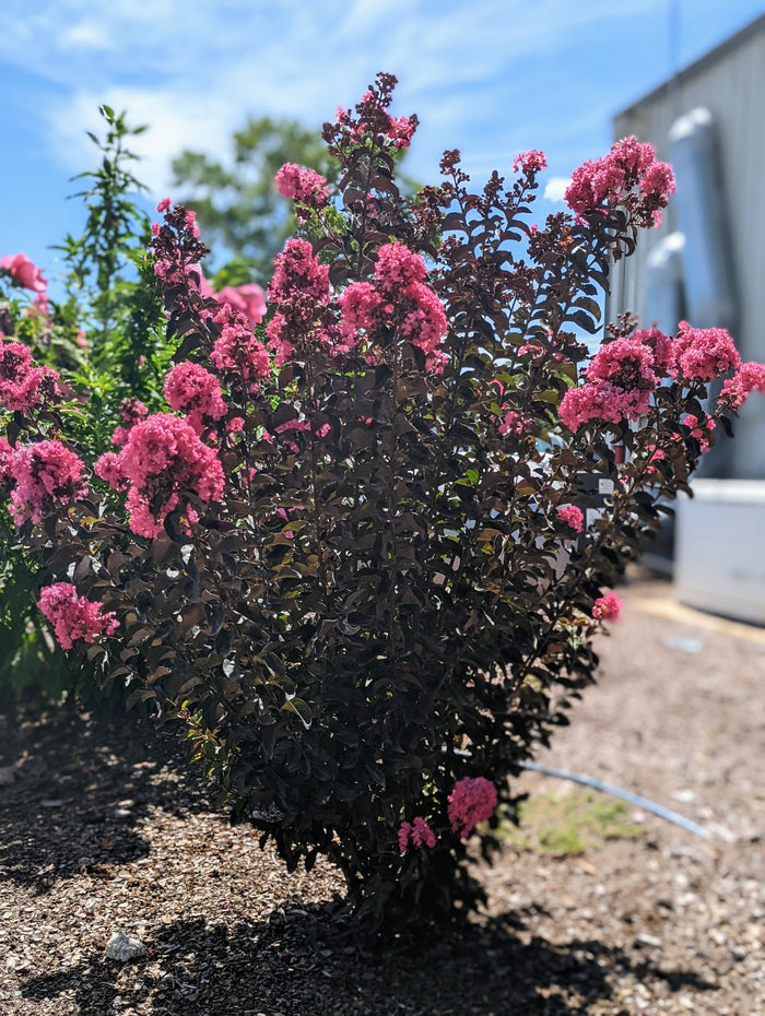 Crape Myrtle Black Diamond® Precious Pink™ - 2 Gallon