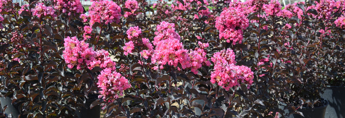 Crape Myrtle Black Diamond® Precious Pink™ - 2 Gallon