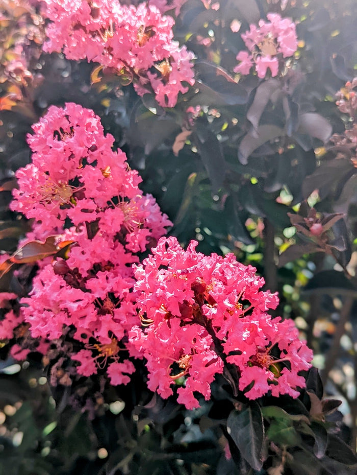 Crape Myrtle Black Diamond® Precious Pink™ - 2 Gallon