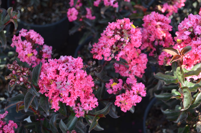 Crape Myrtle Black Diamond® Precious Pink™ - 2 Gallon