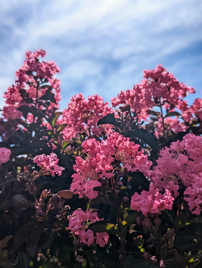 Crape Myrtle Black Diamond® Precious Pink™ - 2 Gallon