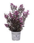 Crape Myrtle Black Diamond® Purely Purple™ - 2 Gallon