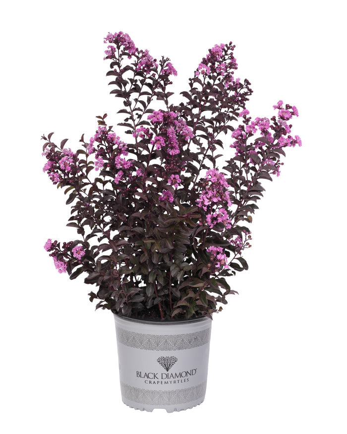 Crape Myrtle Black Diamond® Purely Purple™ - 2 Gallon
