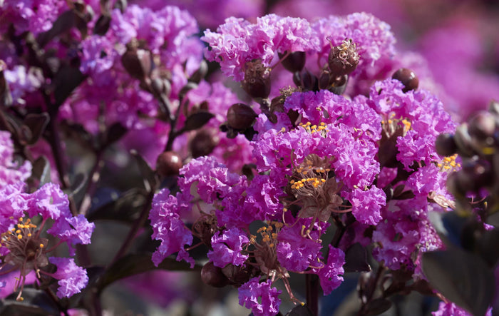 Crape Myrtle Black Diamond® Purely Purple™ - 2 Gallon
