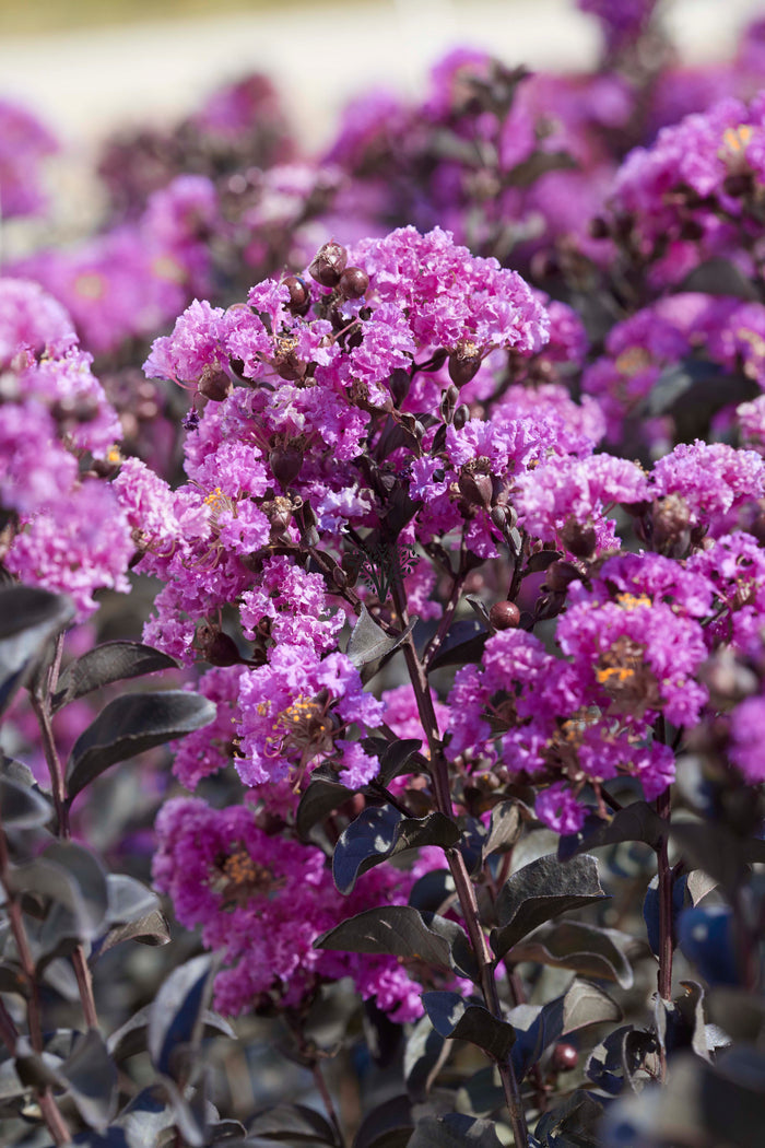 Crape Myrtle Black Diamond® Purely Purple™ - 2 Gallon