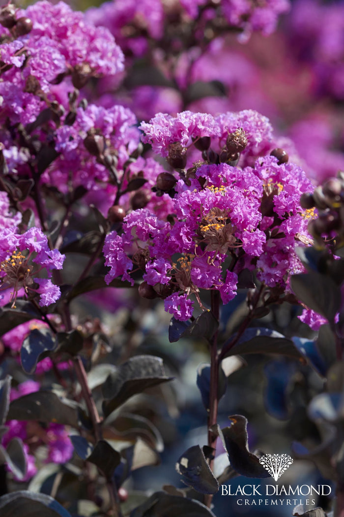 Crape Myrtle Black Diamond® Purely Purple™ - 2 Gallon