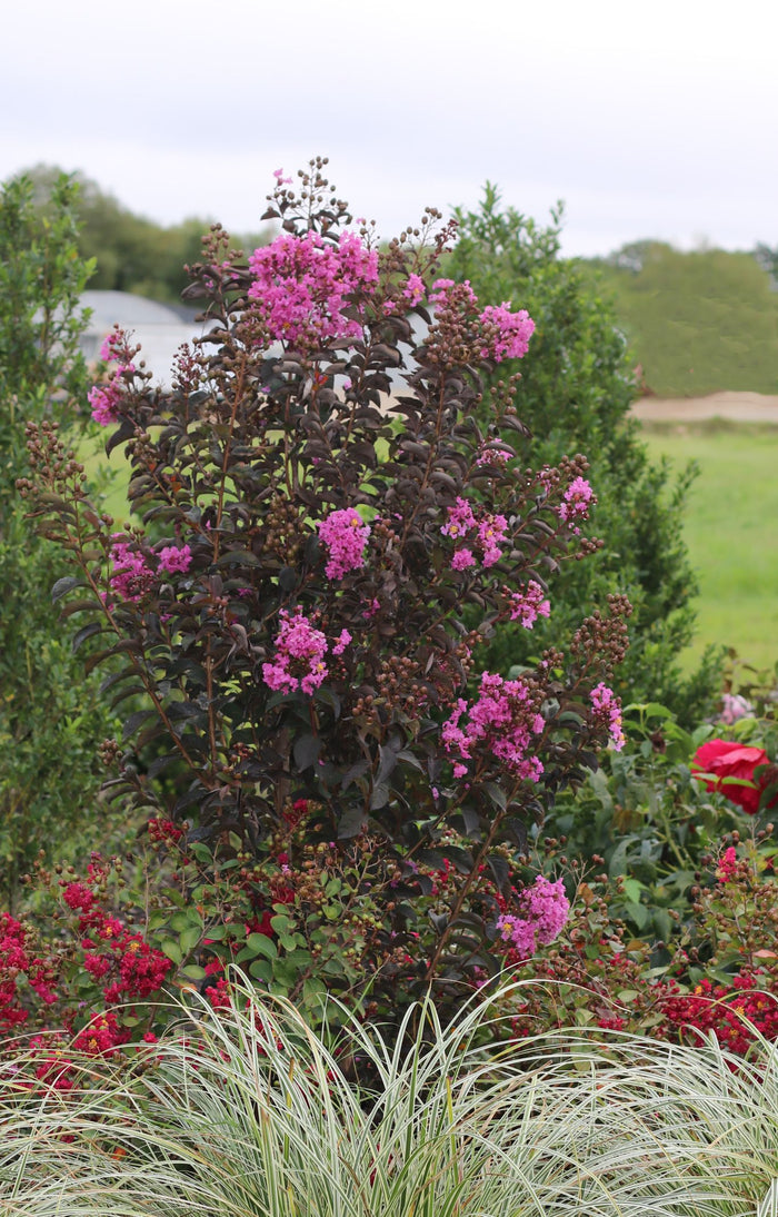 Crape Myrtle Black Diamond® Purely Purple™ - 2 Gallon
