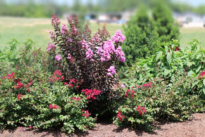 Crape Myrtle Black Diamond® Purely Purple™ - 2 Gallon