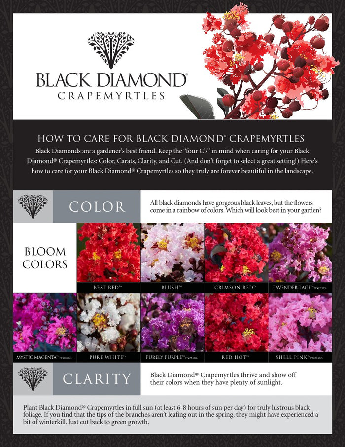 Crape Myrtle Black Diamond® Purely Purple™ - 2 Gallon