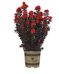 Crape Myrtle Black Diamond® Radiant Red™ - 2 Gallon