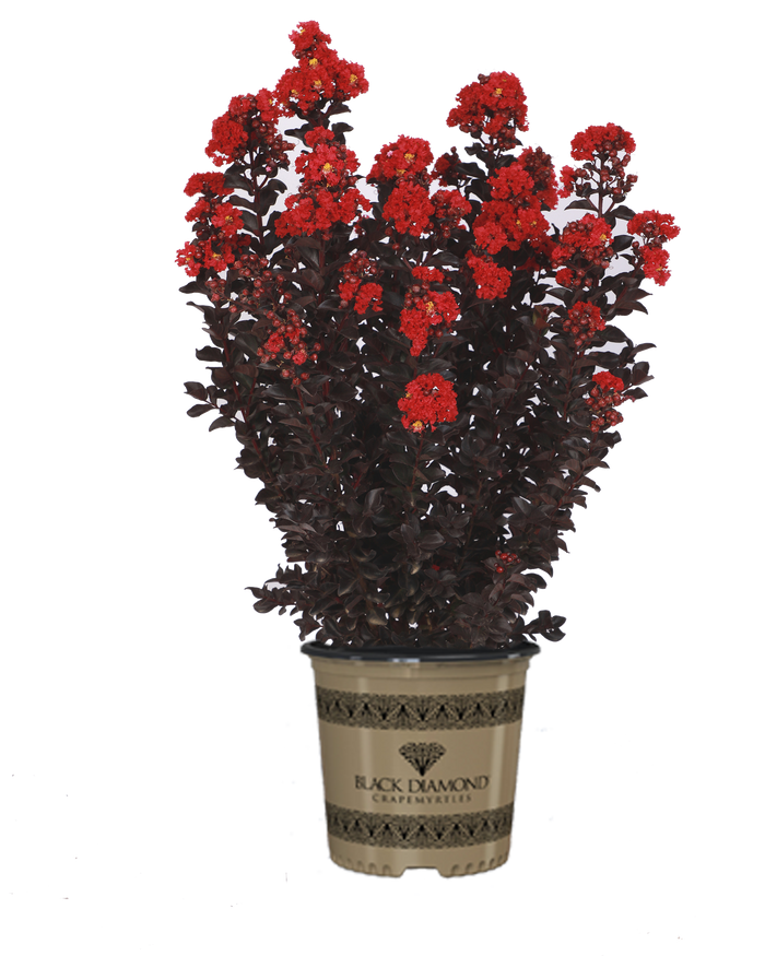Crape Myrtle Black Diamond® Radiant Red™ - 2 Gallon