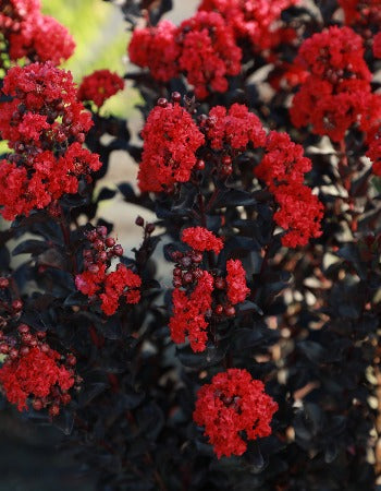 Crape Myrtle Black Diamond® Radiant Red™ - 2 Gallon